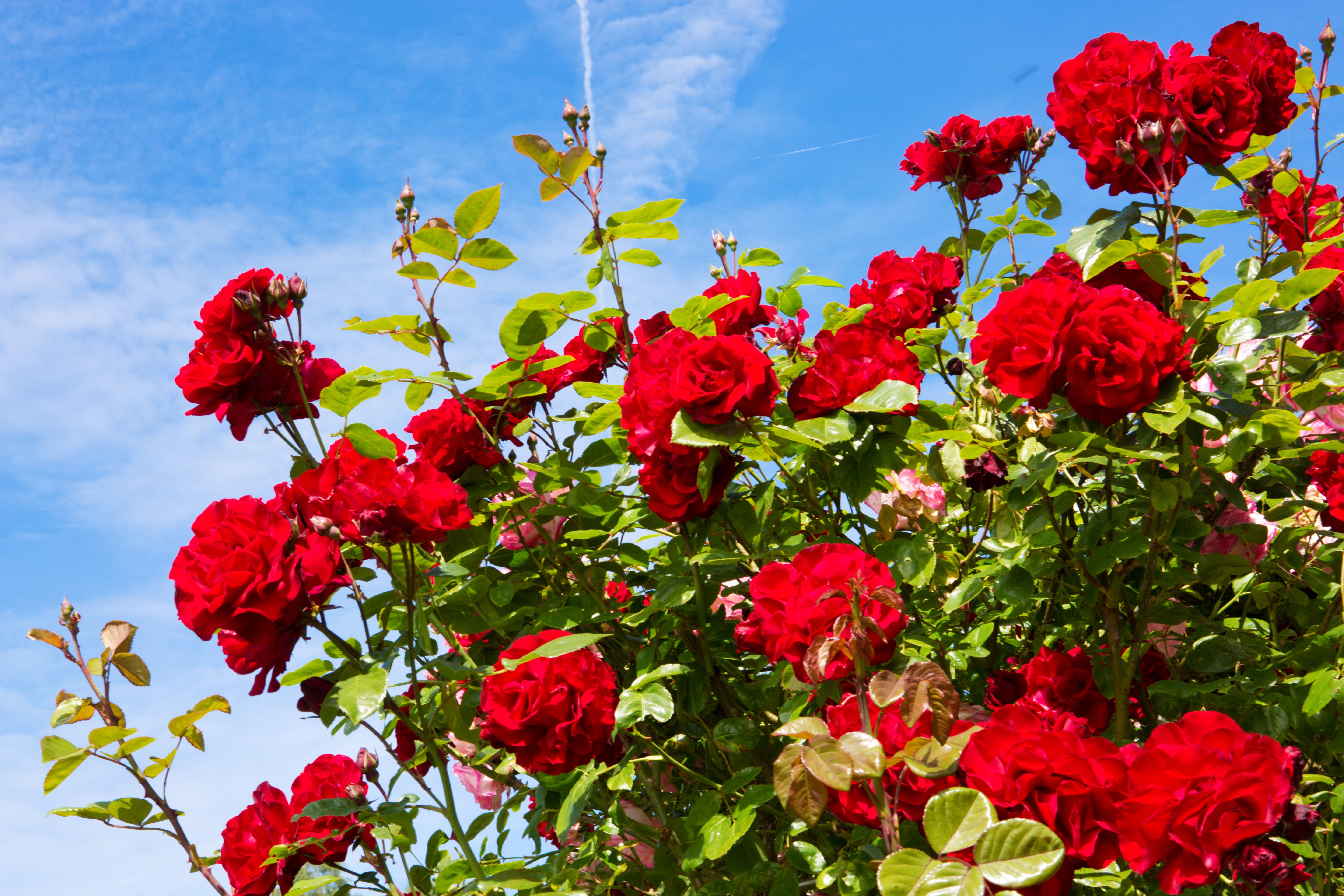 5 RED CLIMBING ROSE Rosa Bush Vine Climber Fragrant Butterfly