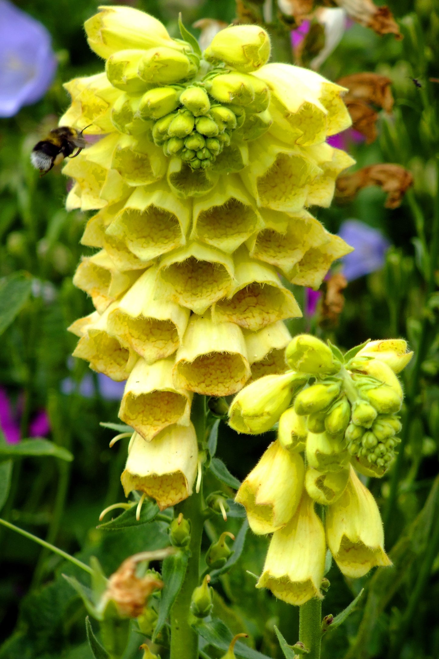 100 YELLOW FOXGLOVE Digitalis Grandiflora Sun or Shade Pollinator aka Large Foxglove or Big-Flowered Foxglove - Flower Seeds