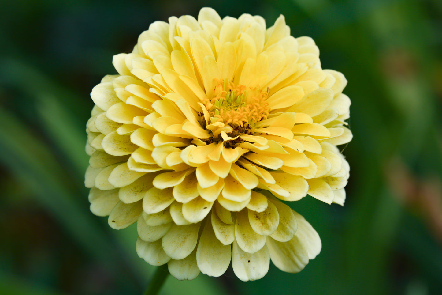 250 ISABELLINA ZINNIA Elegans Pastel Light Yellow Double Heirloom Flower Seeds