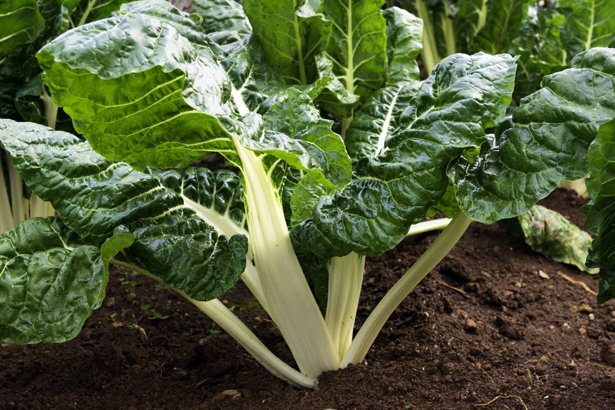 250 *Seeds BARESE SWISS CHARD White Rib Perpetual Spinach Beta Vulgaris 250 *Seeds BARESE SWISS CHARD White Rib Perpetual Spinach Beta Vulgaris