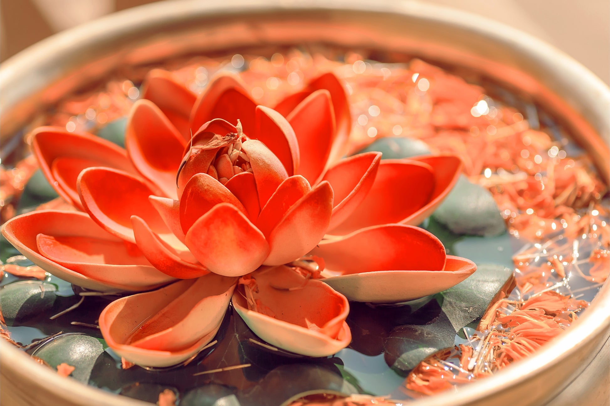 black lotus flower seeds 5 BOWL LOTUS Mixed Colors Dwarf Nelumbo Nucifera Aquatic Flower Seeds