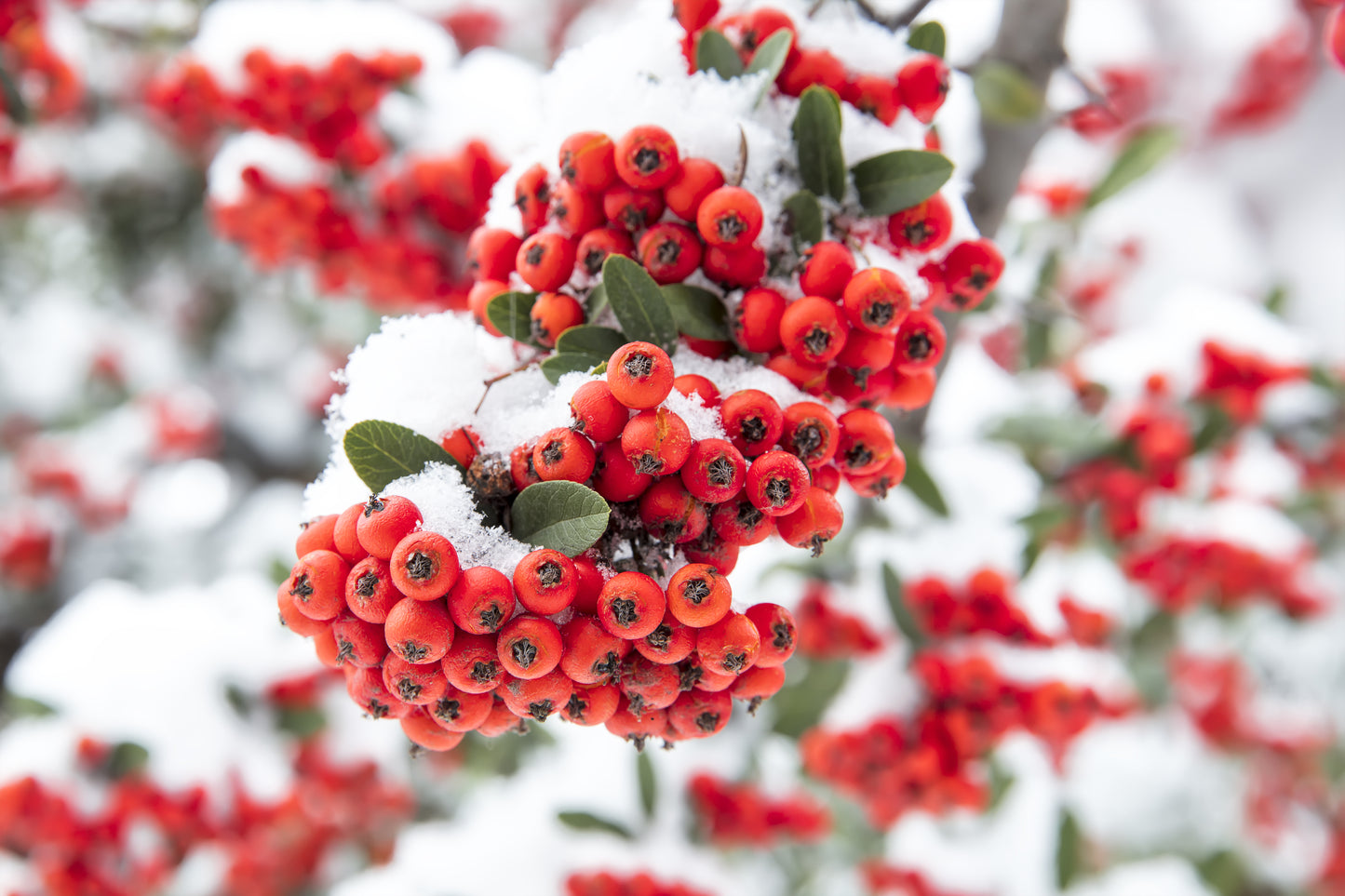 25 SCARLET FIRETHORN Pyracantha Coccinea Bush Shrub Flower Seeds