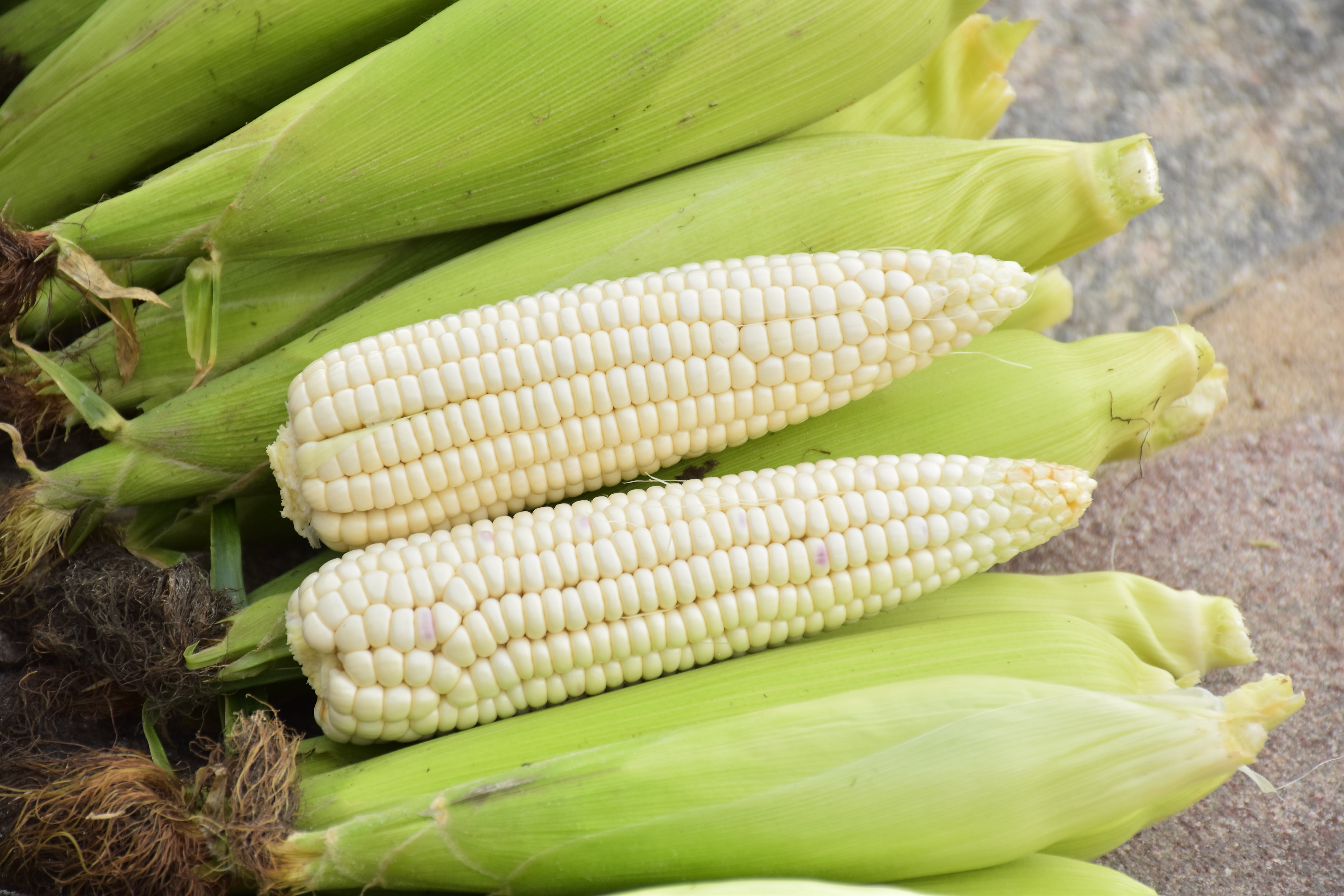 100 COUNTRY GENTLEMAN WHITE CORN Sweet Heirloom Zea Mays Vegetable Seeds *FlatSH 100 COUNTRY GENTLEMAN WHITE CORN Sweet Heirloom Zea Mays Vegetable Seeds *FlatSH