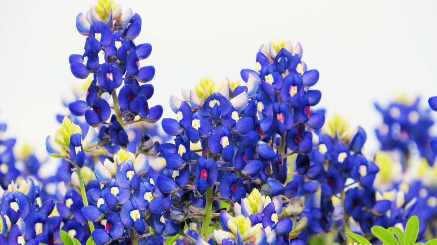 150 TEXAS BLUEBONNET LUPINE Lupinus Texensis Flower Seeds