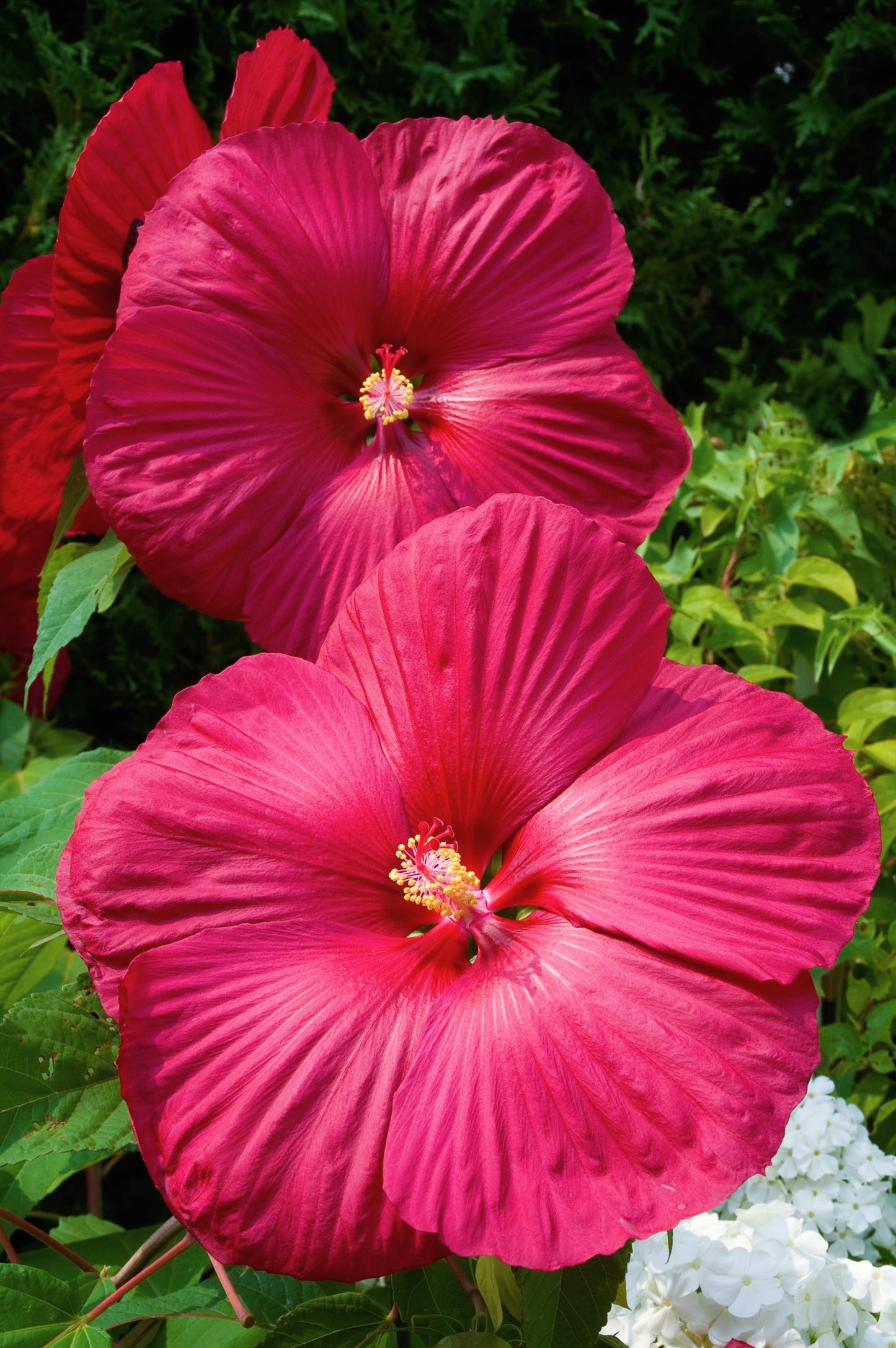 25 Grenache Vintage Hot PINK HARDY HIBISCUS Hibiscus Moscheutos Flower Seeds