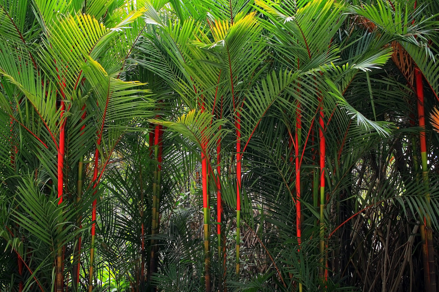 10 Red LIPSTICK PALM Sealing Wax Palm Cyrtostachys Renda Tree Houseplant Seeds