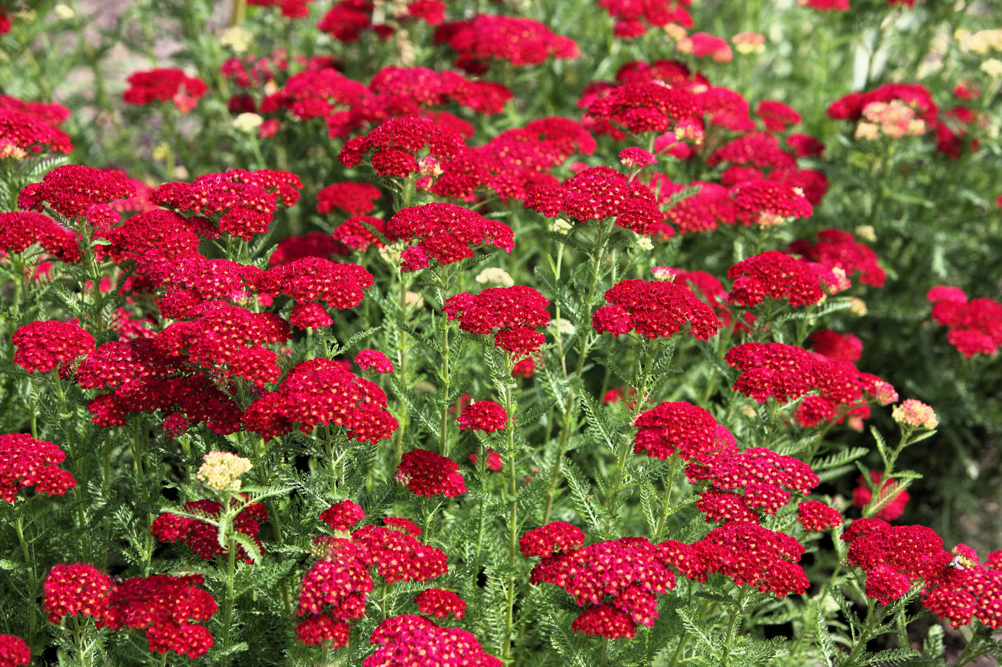 600 RED YARROW Achillea Millefolium Rubra Flower Seeds