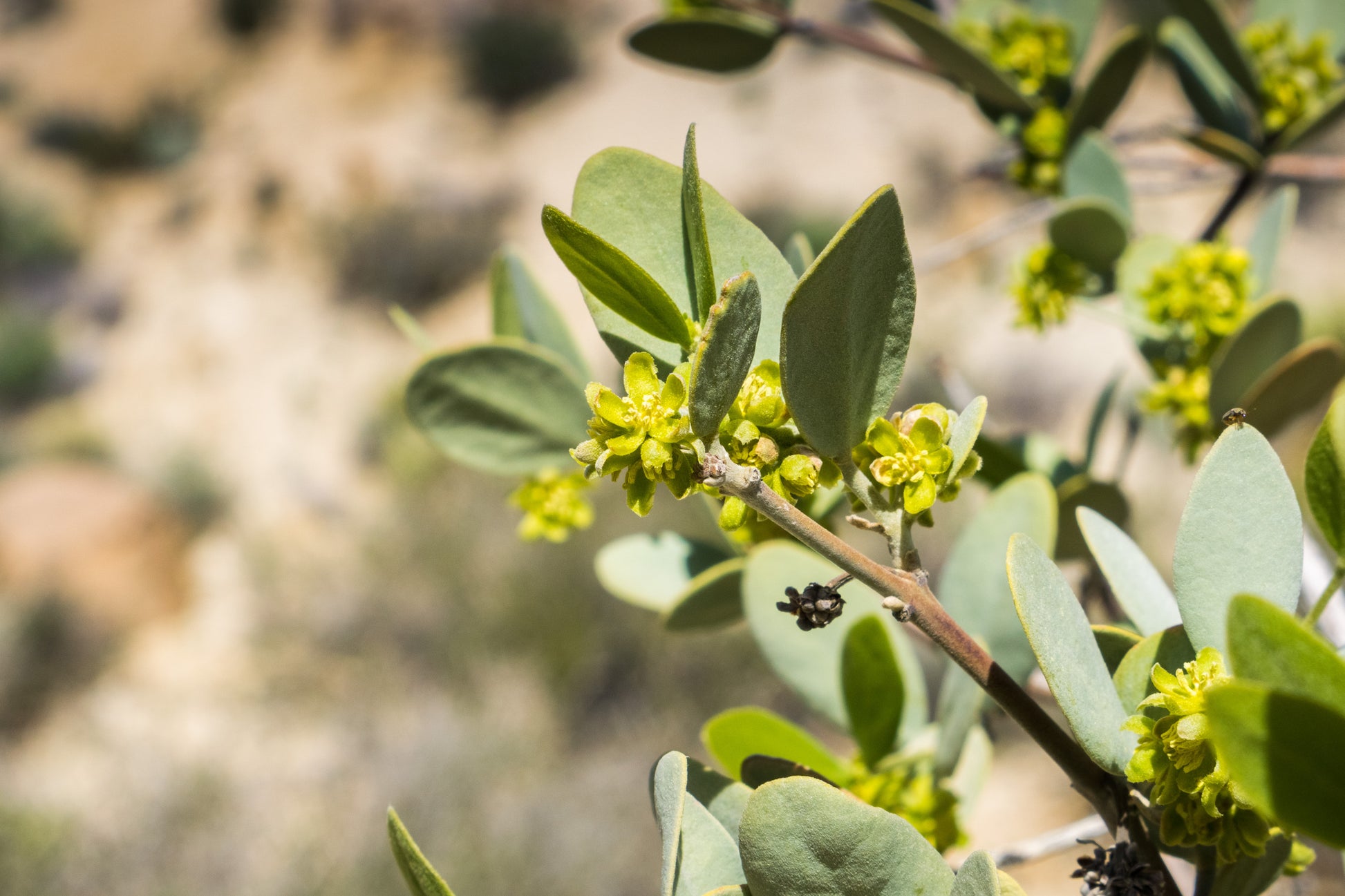 jojoba plant seeds 5 JOJOBA Simmondsia Chinensis Fruit Nut Oil Evergreen Shrub Seeds