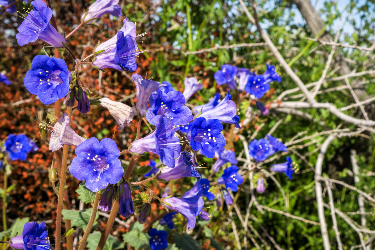 200 CALIFORNIA BLUEBELL (Wild Canterbury Bells / Desert Blue Bell) Phacelia Campanularia Flower Seeds