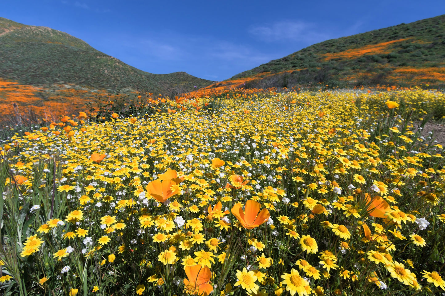 1500 CALIFORNIA SUNSHINE GOLDFIELDS Lasthenia Glabrata Yellow Flower Seeds