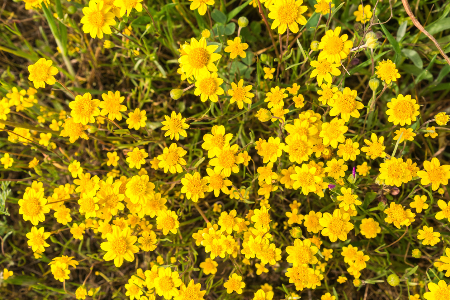 1500 CALIFORNIA SUNSHINE GOLDFIELDS Lasthenia Glabrata Yellow Flower Seeds