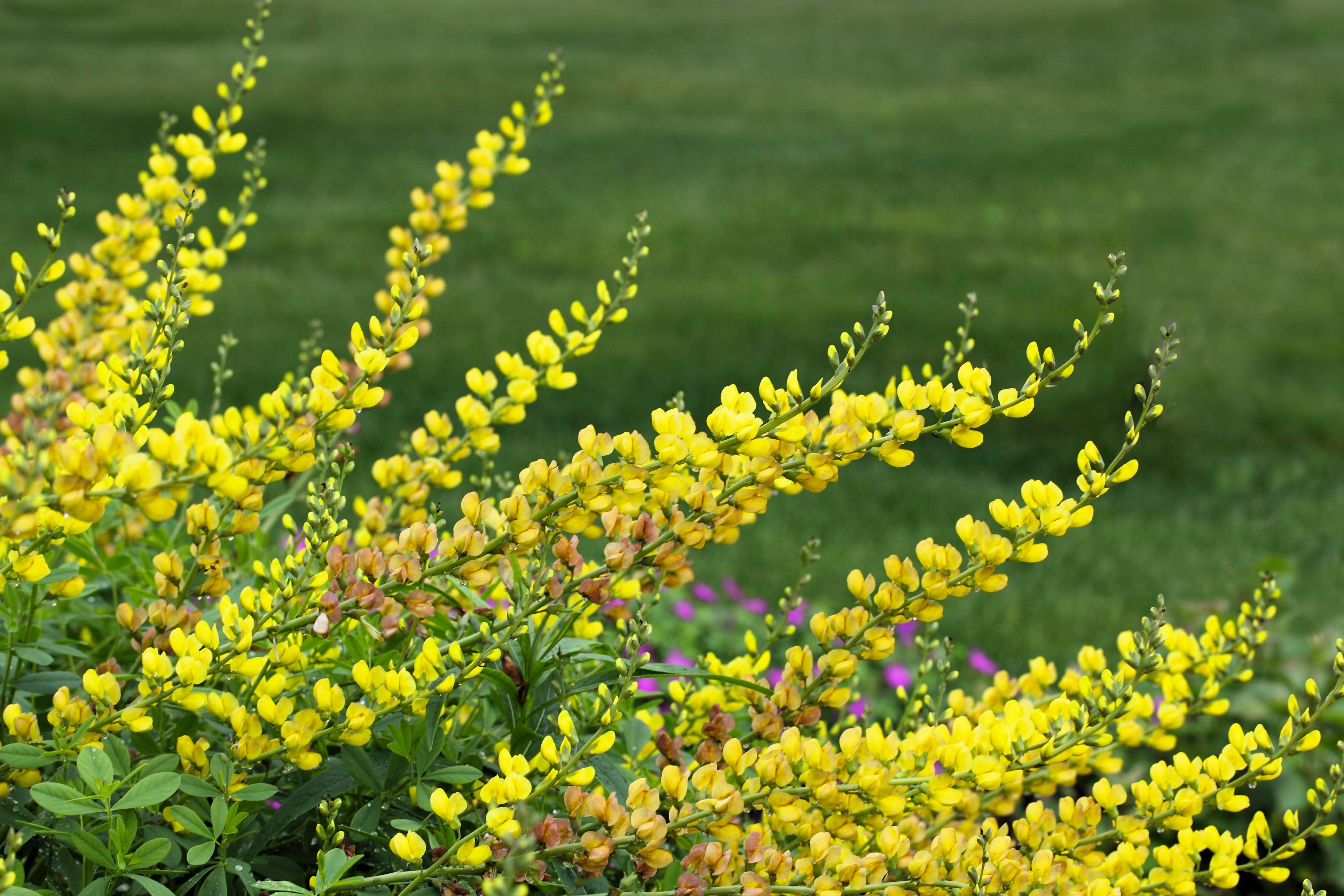 25 YELLOW WILD INDIGO Baptisia Tinctoria False Indigo Flower Seeds
