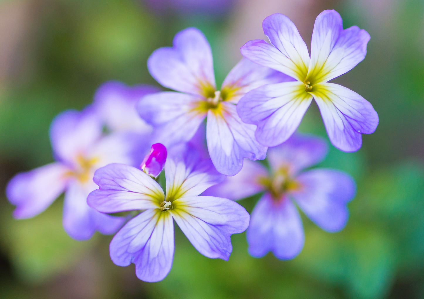 4000 VIRGINIA STOCK Malcolmia Maritima Flower Seeds