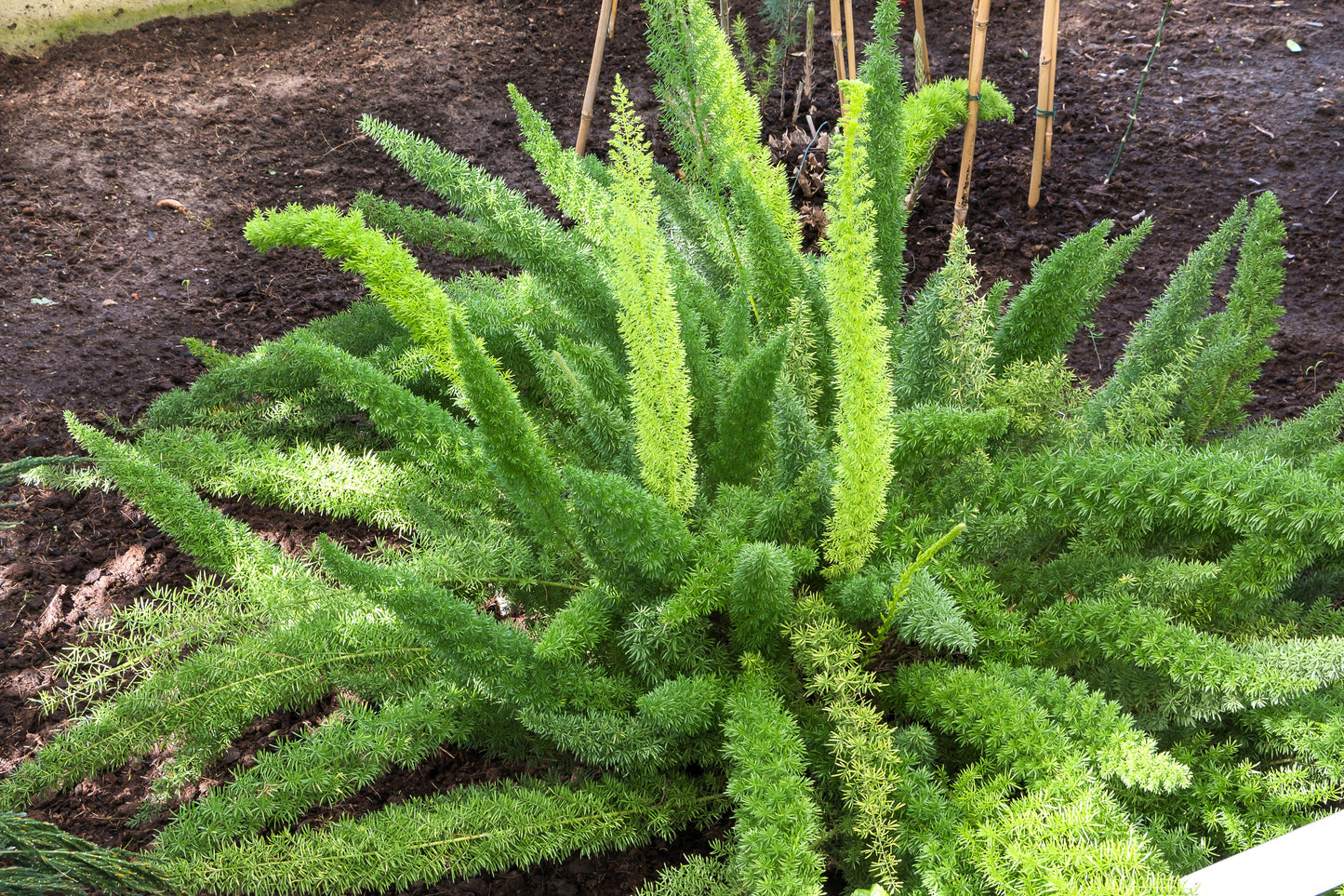 10 EMERALD ASPARAGUS FERN A. Densiflorus Mazeppa Houseplant Flower Seeds