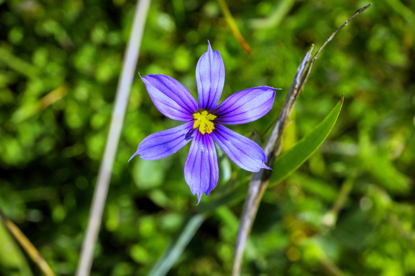 200 BLUE EYED GRASS (Western or Californian) Sisyrinchium Bellum Flower Seeds