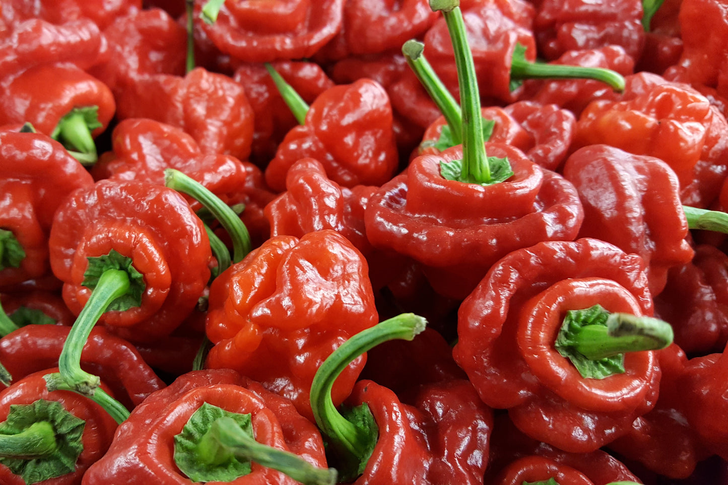 40 Red JAMAICAN HOT PEPPER Capsicum Chinense Scotch Bonnet Vegetable Seeds
