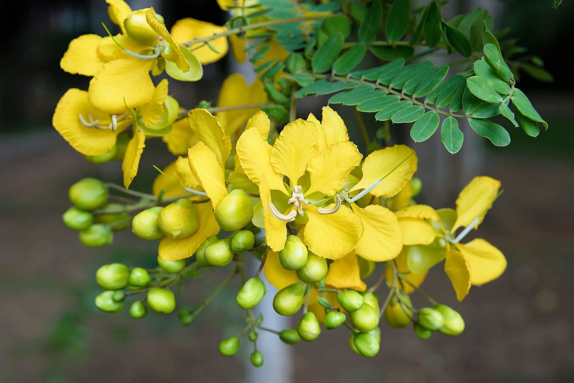 a tall pea plant with yellow seeds 300 Yellow PARTRIDGE PEA (Sleeping Plant / Sensitive Pea) Chamaecrista – Seedville USA