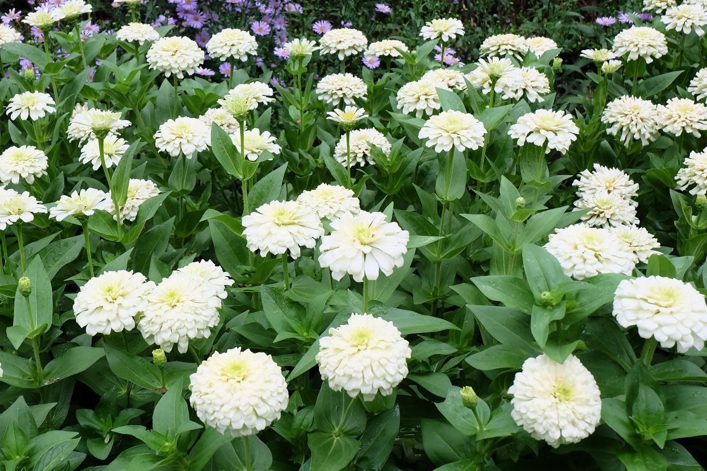 250 White POLAR BEAR ZINNIA Elegans Flower Seeds