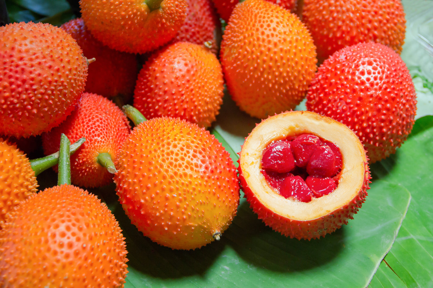 2 GAC FRUIT Gac Melon Vine Momordica Cochinchinensis Seeds