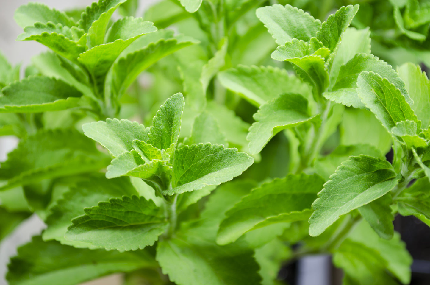 50 STEVIA ( Sweetleaf / Sweet Leaf / Sugarleaf ) Stevia Rebaudiana Sugar Flower Herb Seeds