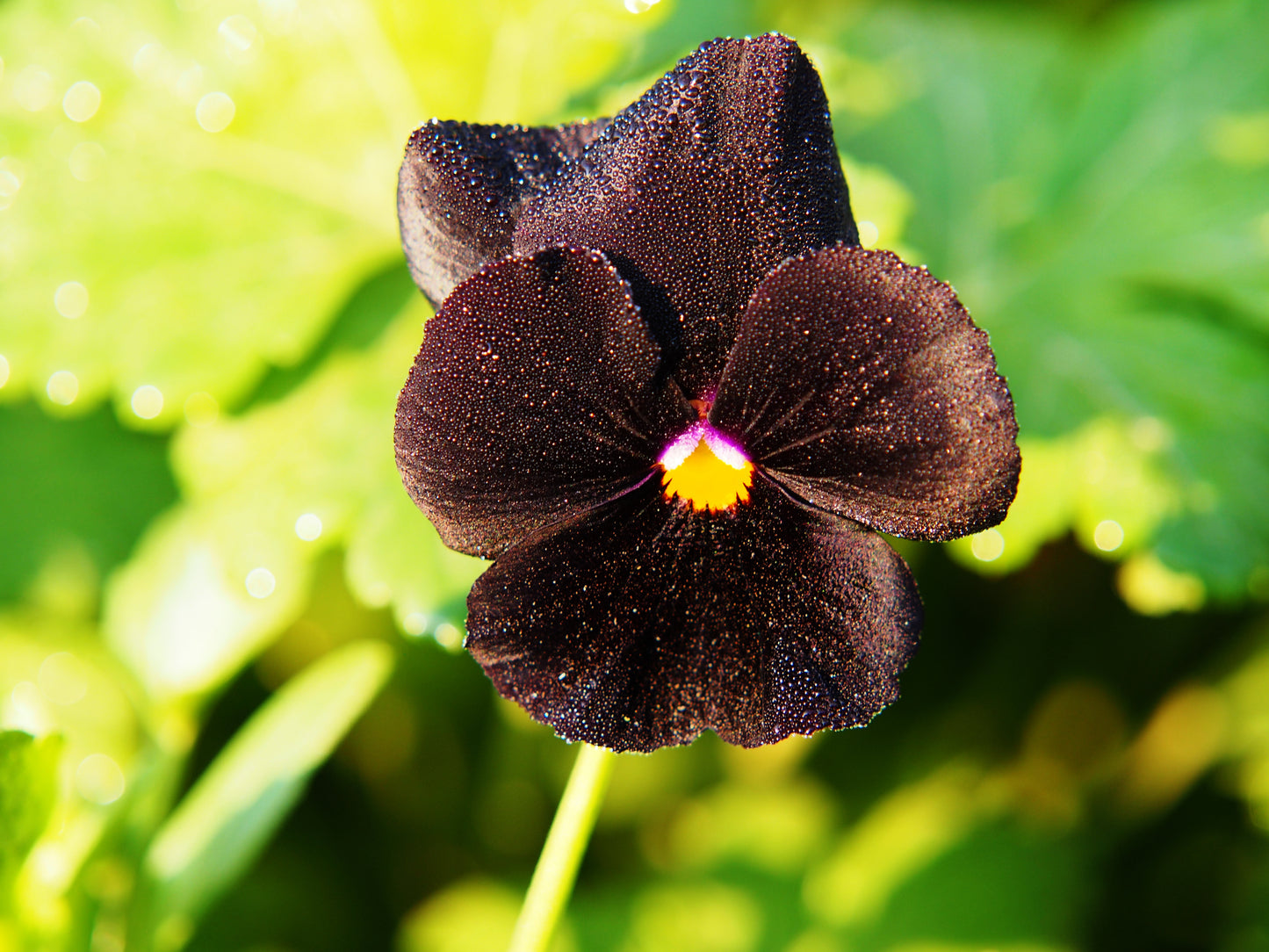 50 BLACK PANSY Clear Crystals Viola Wittrockiana Flower Seeds