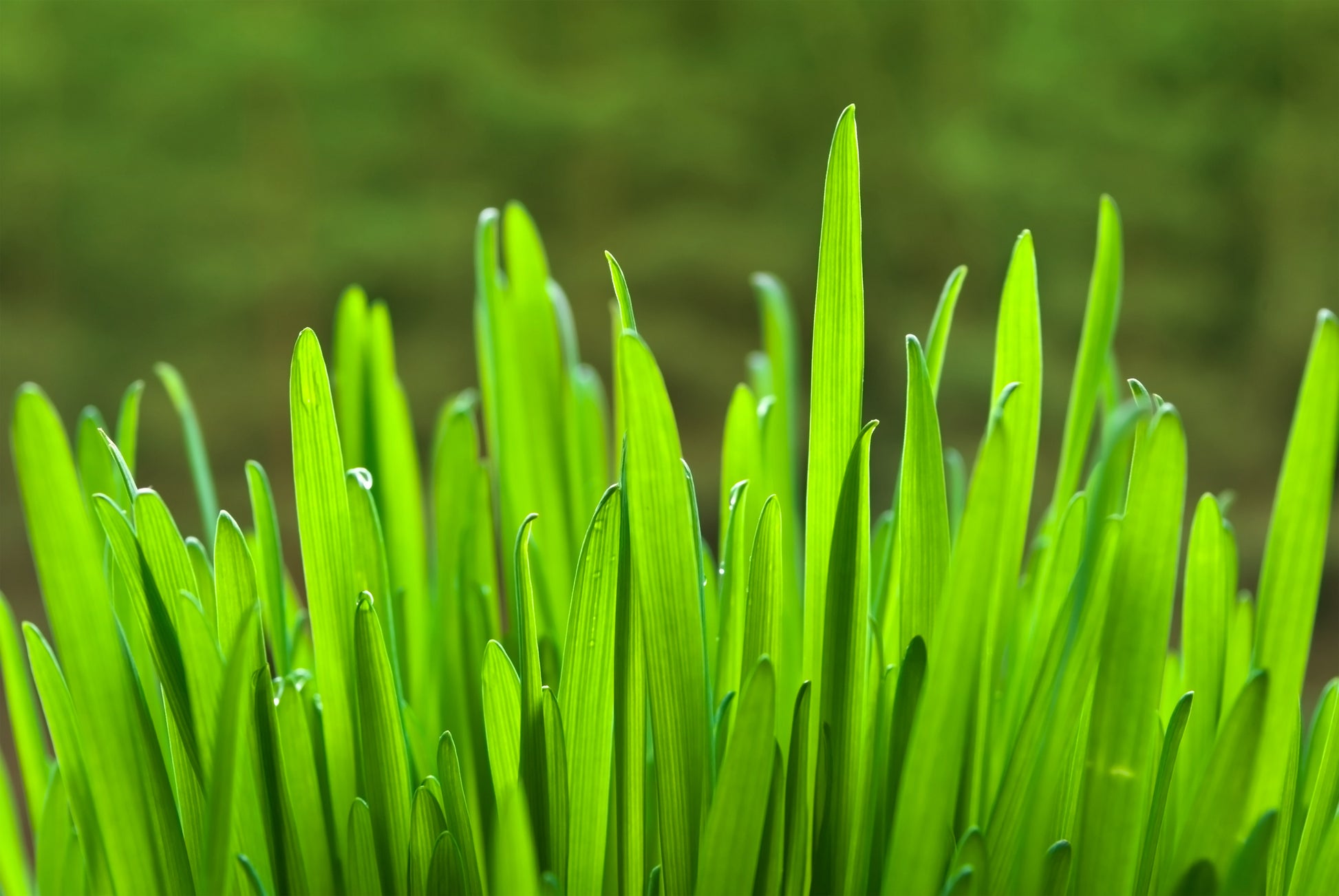 oat seeds for planting near me 200 ORGANIC OAT Oats Avena Sativa Grain Vegetable Seeds – Seedville USA