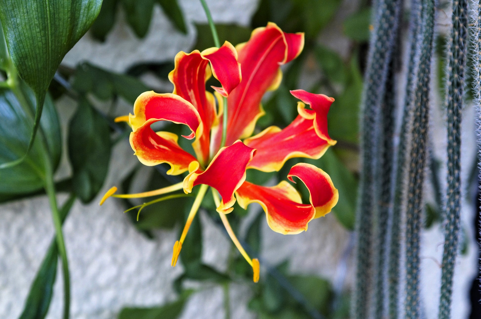 the flame lily flower 10 RED GLORIOSA LILY Flame Lily Gloriosa Superba Red & Yellow Flower Vine Seeds