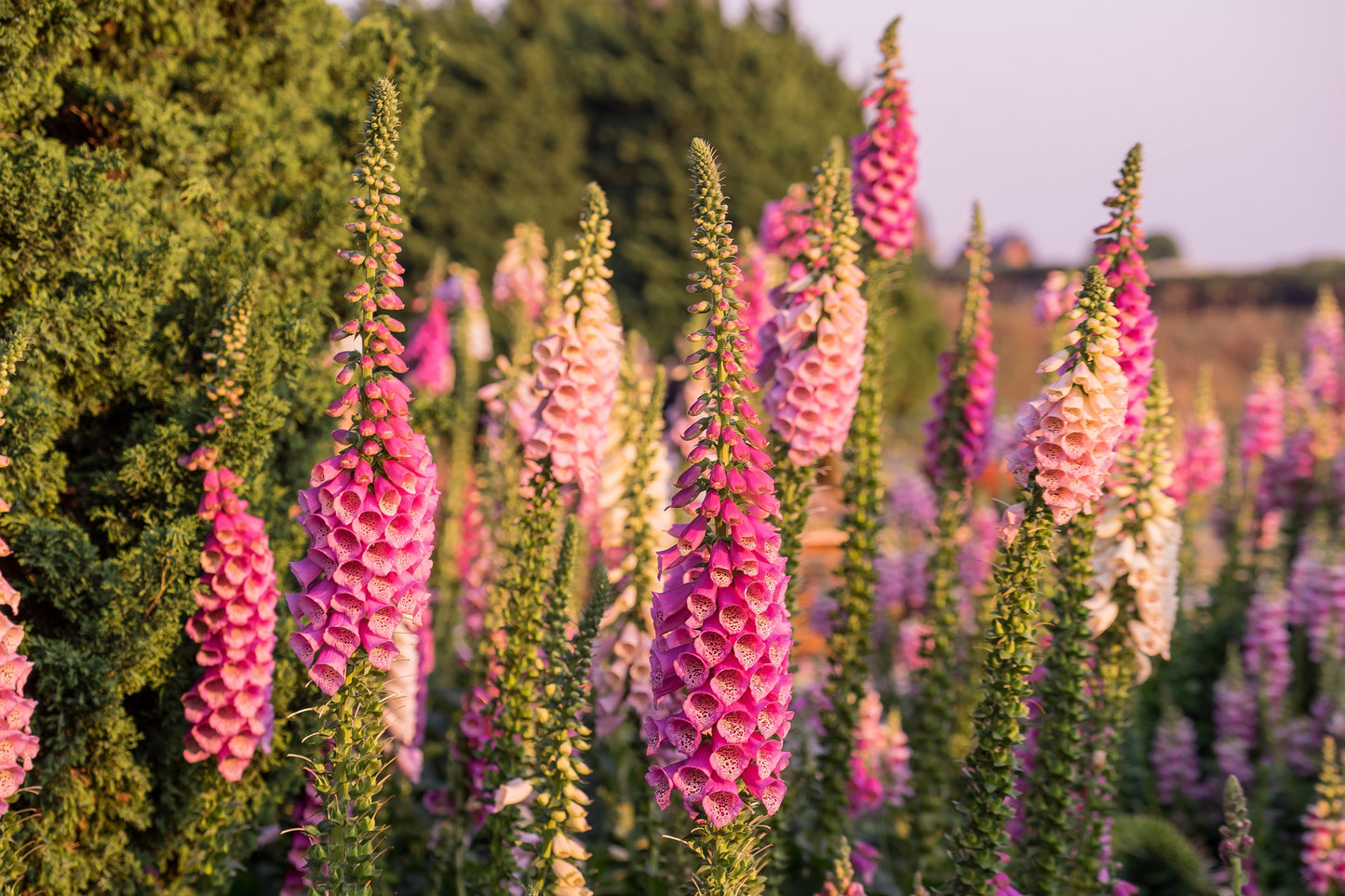 1000 FOXGLOVE EXCELSIOR MIX Digitalis Purpurea Mixed Colors Shade Flower Seeds