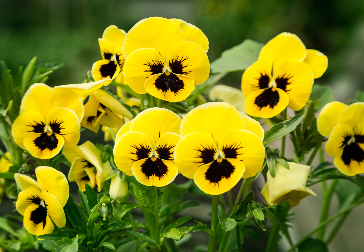 50 YELLOW & BROWN PANSY Swiss Giant Violet Viola Wittrockiana Flower Seeds