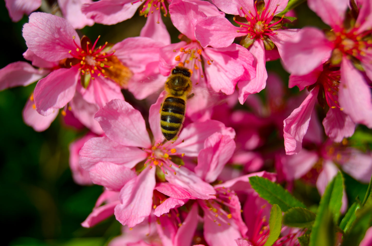 5 DWARF RUSSIAN ALMOND Prunus Tenella Rose Red Pink Fragrant Flower Shrub Seeds
