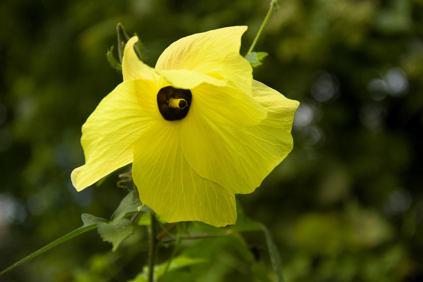 40 AMBRETTE / MUSK MALLOW Hibiscus Abelmoschus Moschatus Flower Seeds