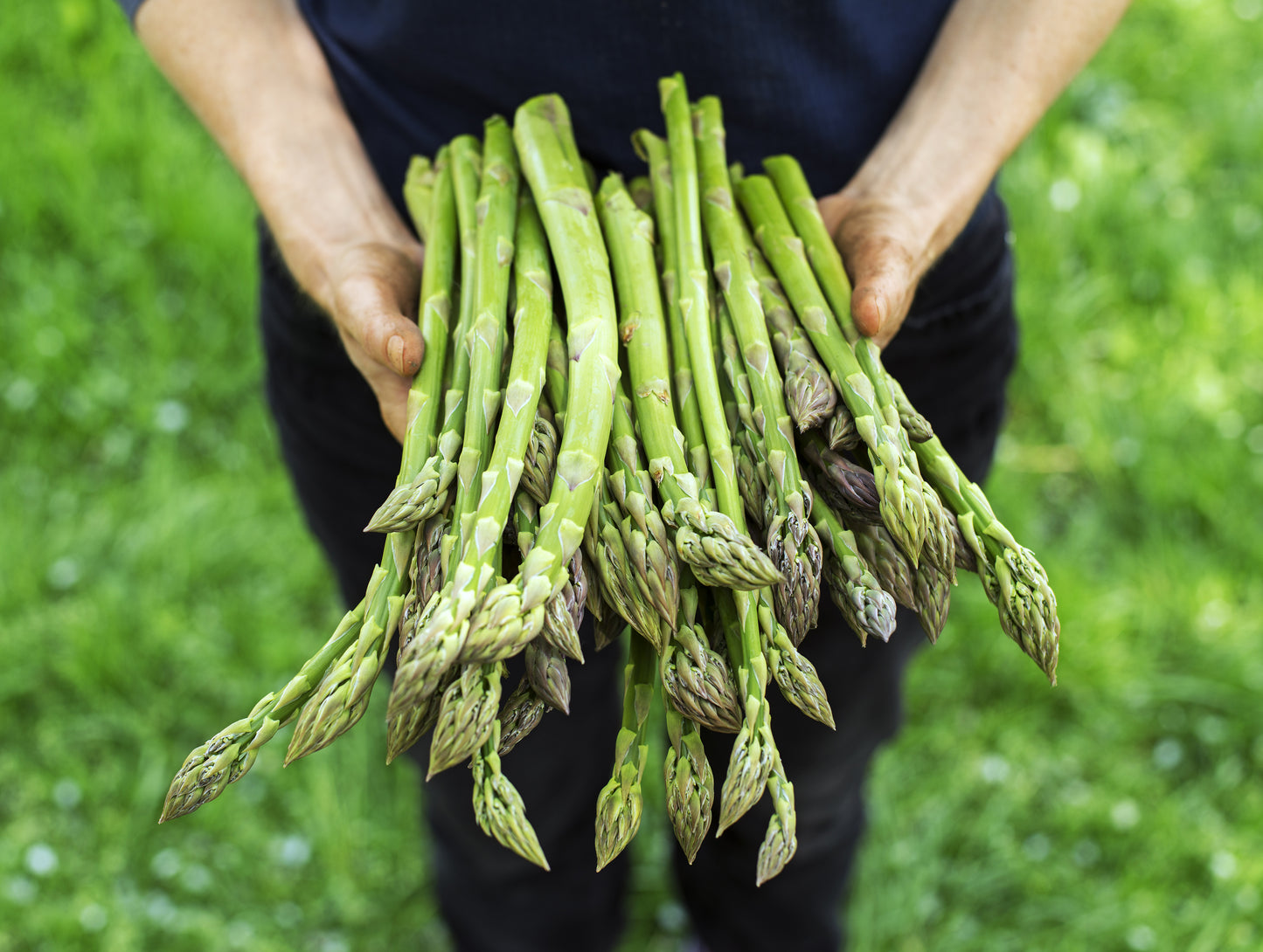 125 ASPARAGUS UC72 Officinallis Mary's Granddaughter Vegetable Seeds