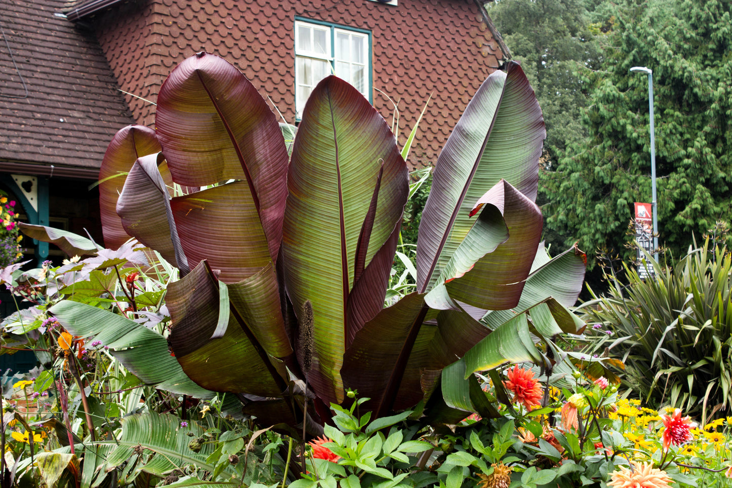 5 RED ABYSSINIAN BANANA Musa Ensete Ventricosum Flowering Fruit Tree Seeds