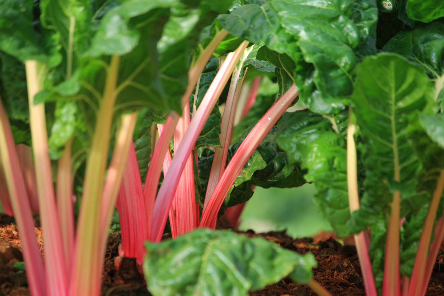 40 PINK FLAMINGO SWISS CHARD Beta Vulgaris Perpetual Spinach Vegetable Seeds