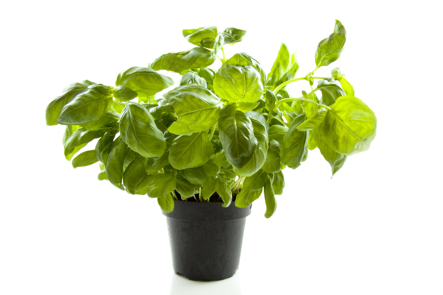 1000 Italian LARGE LEAF BASIL Ocimum Basilicum Herb Flower Seeds