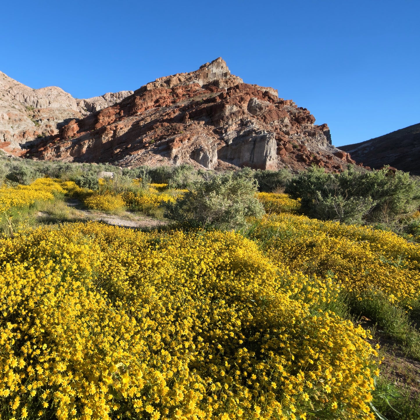 1500 CALIFORNIA SUNSHINE GOLDFIELDS Lasthenia Glabrata Yellow Flower Seeds