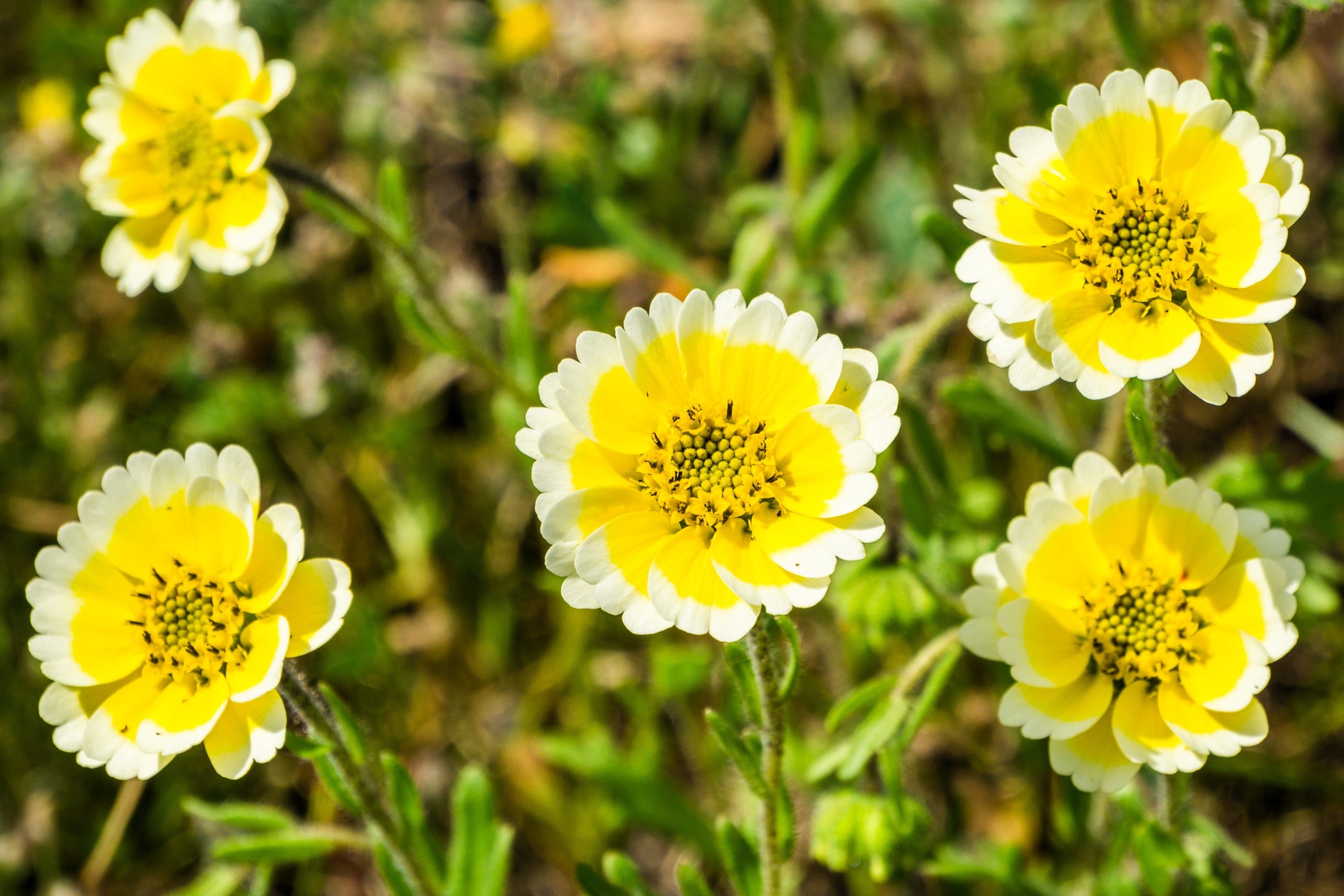 yellow flower seeds float away 500 TIDY TIPS Layia Platyglossa Native Yellow & White Flower Seeds – Seedville USA