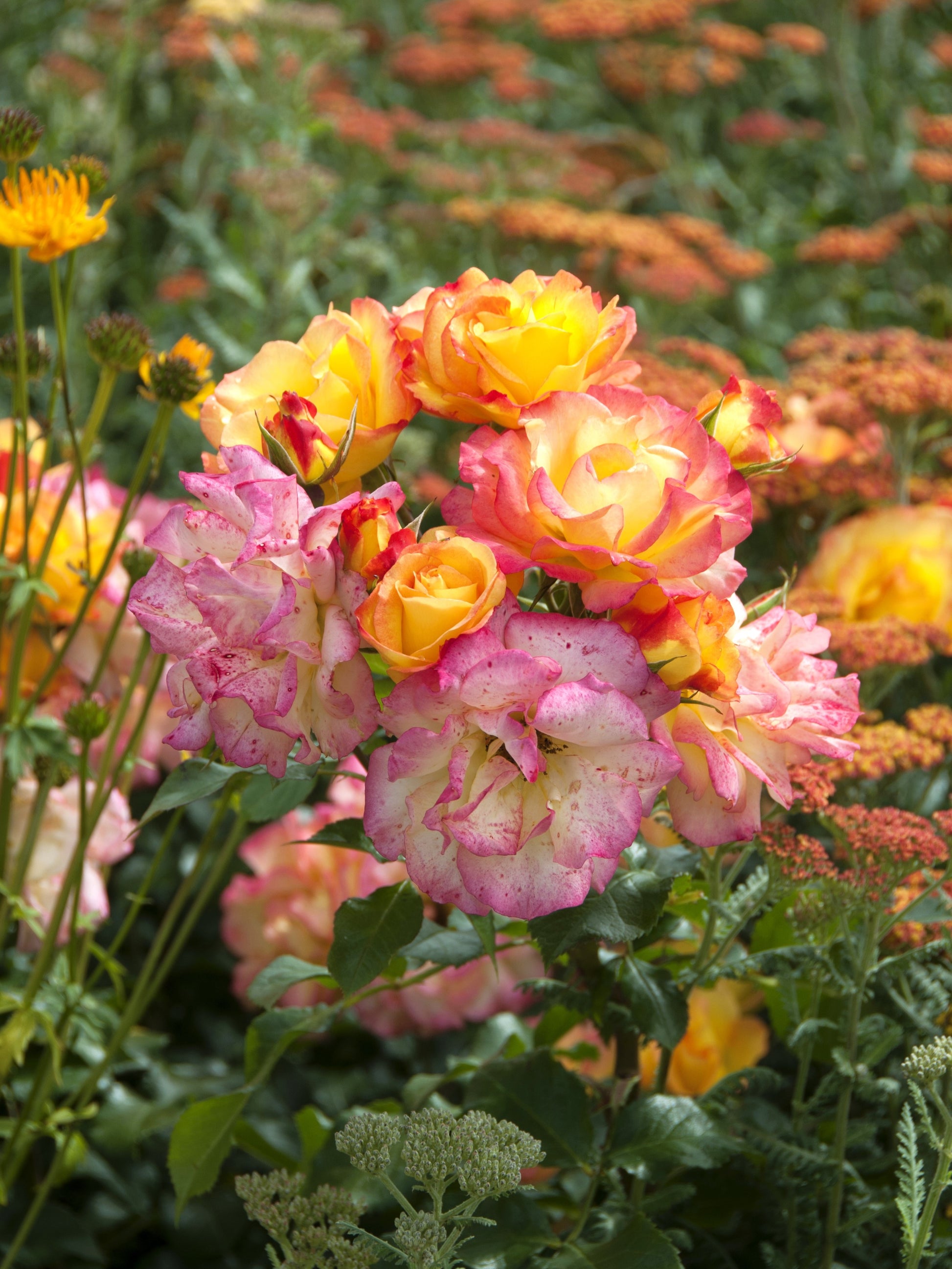 angel rose seeds 25 Mixed Colors ANGEL WINGS Miniature ROSE Bush Mix Rosa Chinensis Flo – Seedville USA