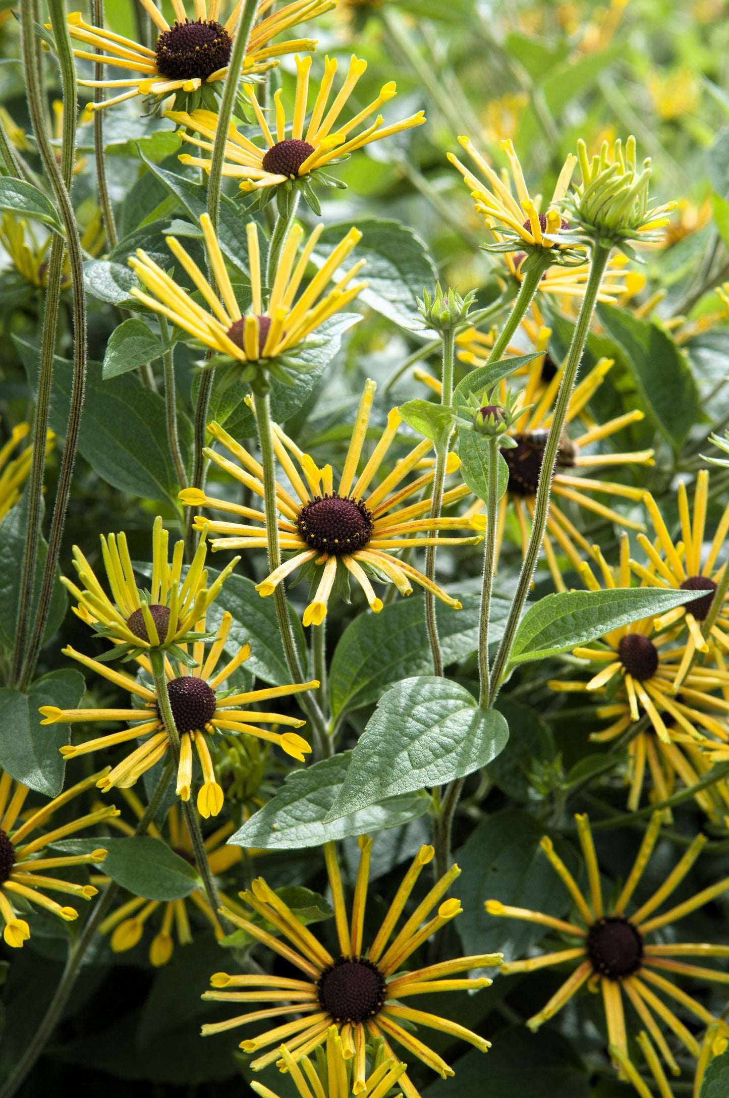 300 SWEET CONEFLOWER Rudbeckia Subtomentosa Yellow Black Eyed Susan Flower Seeds