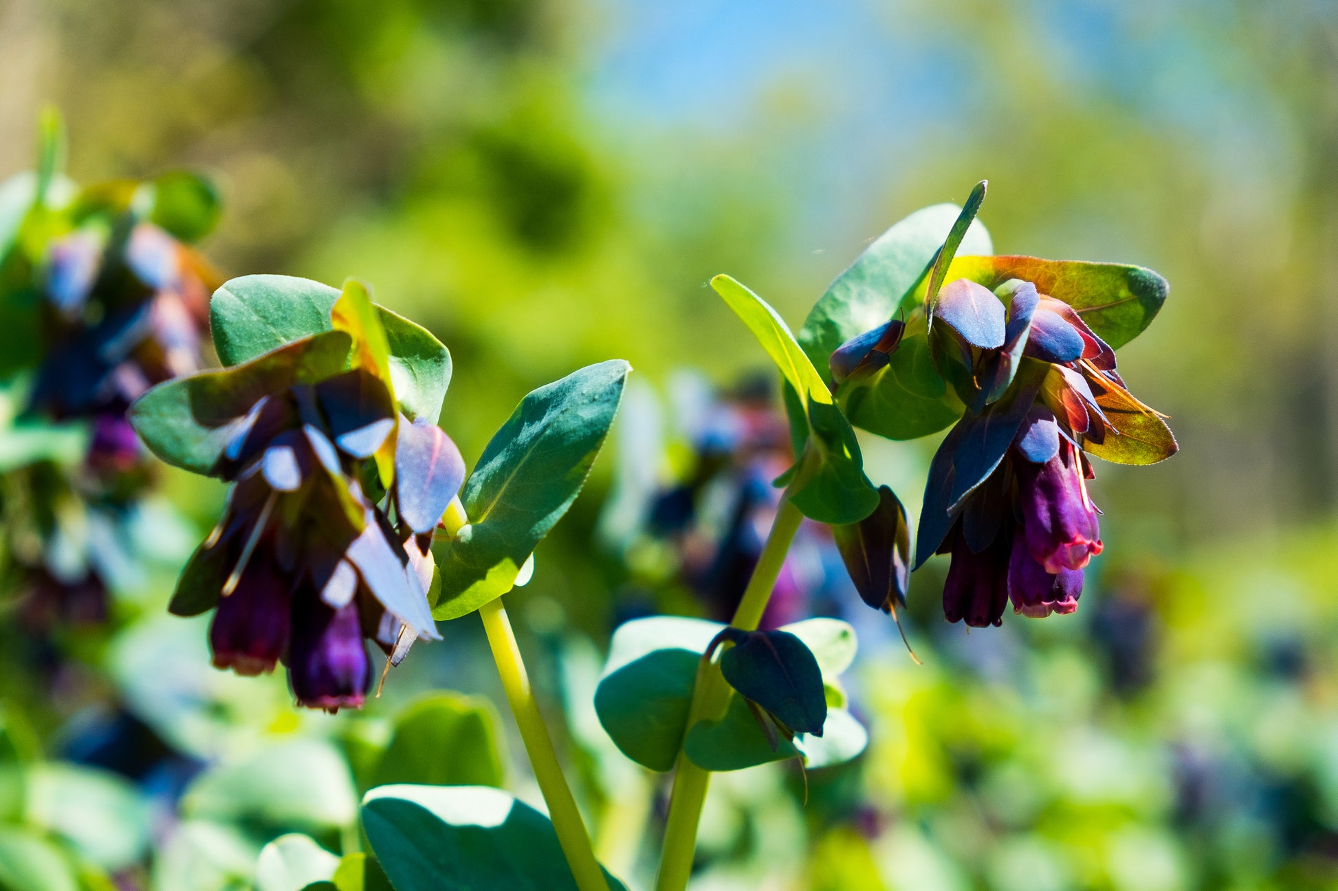 yellow shrimp plant seeds 10 BLUE SHRIMP PLANT / Honeywort Cerinthe Major Flower Seeds