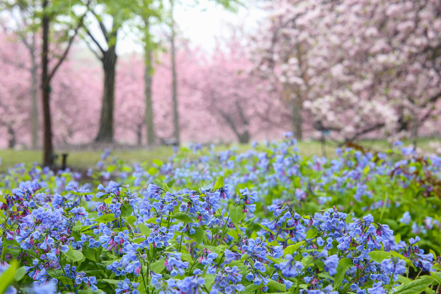 25 VIRGINIA BLUEBELLS True Blue & Pink Mertensia Virginica Flower Seeds