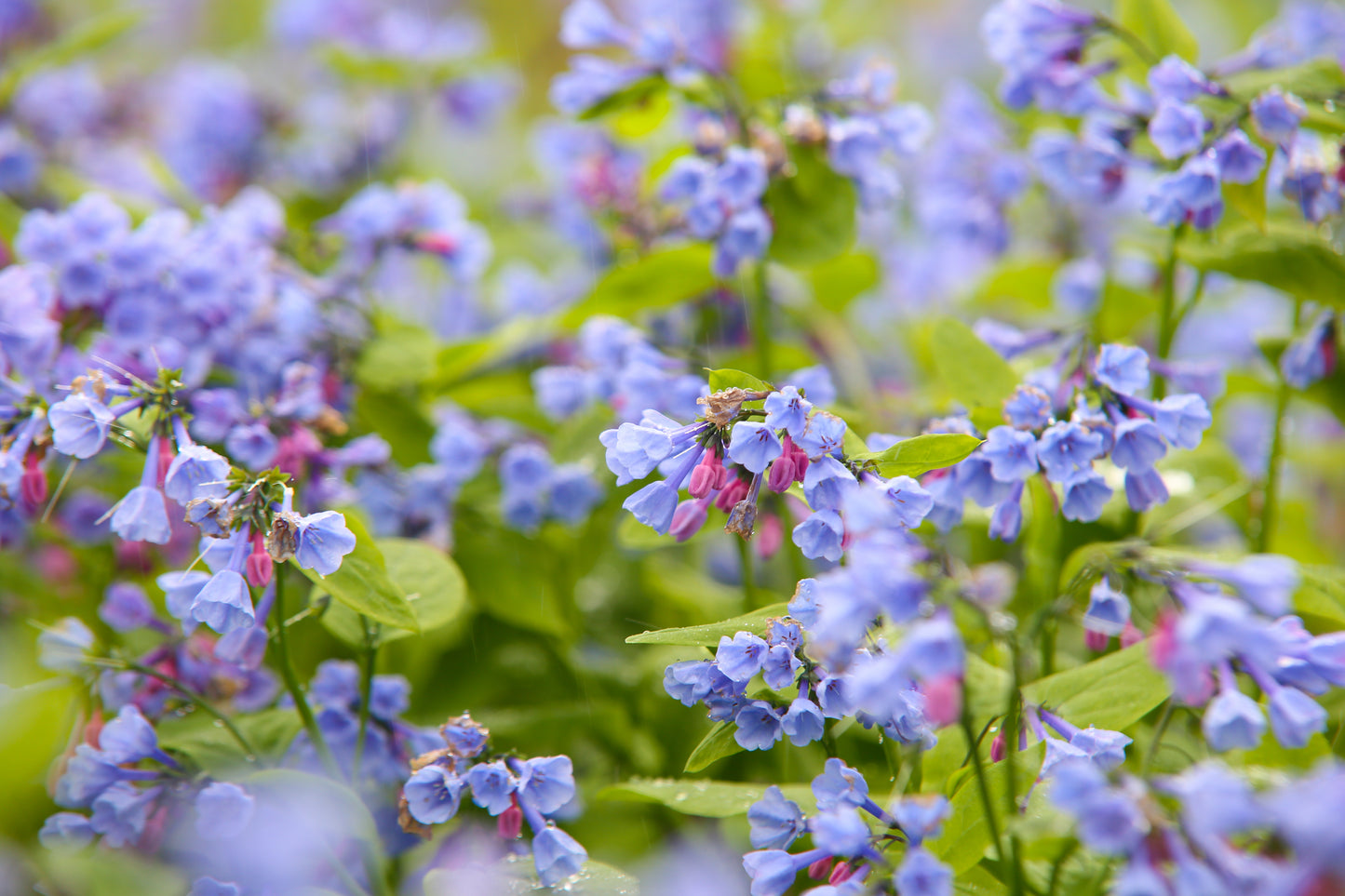 25 VIRGINIA BLUEBELLS True Blue & Pink Mertensia Virginica Flower Seeds