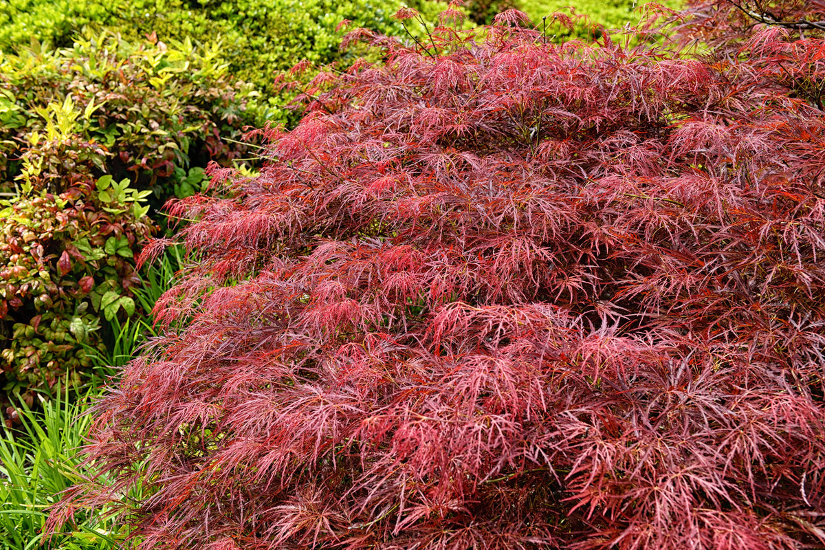 10 Red Dwarf Japanese LACELEAF MAPLE Tree Lace Blood Acer Palmatum Atr ...