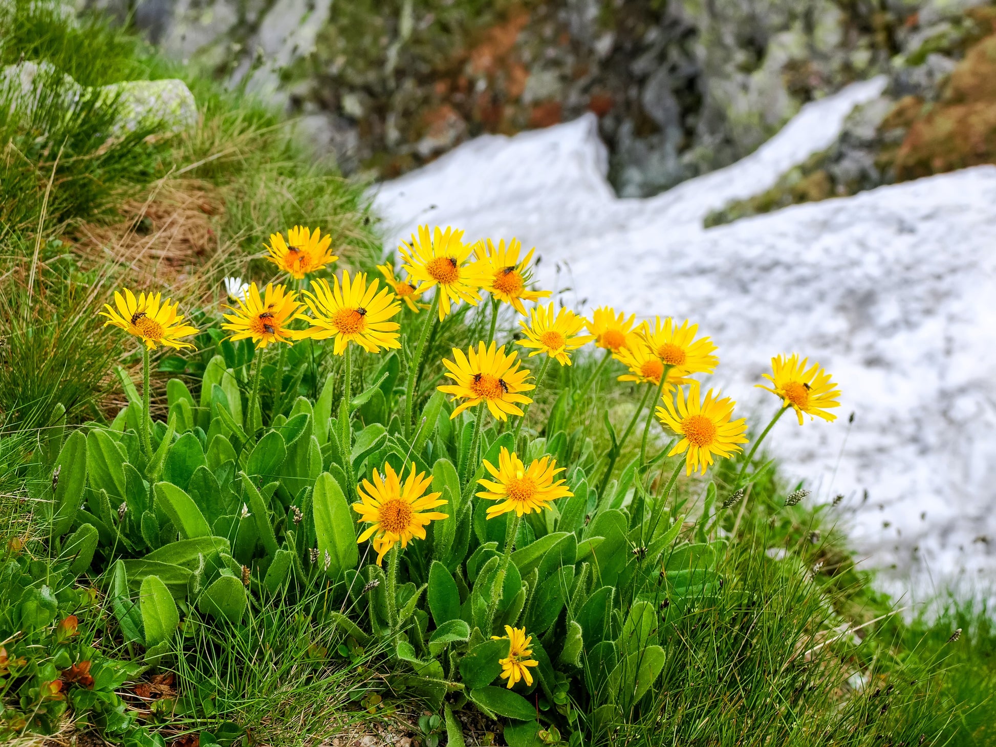 arnica plant seeds 15 MOUNTAIN ARNICA Montana Wolf's Bane Yellow Flower Herb Seeds