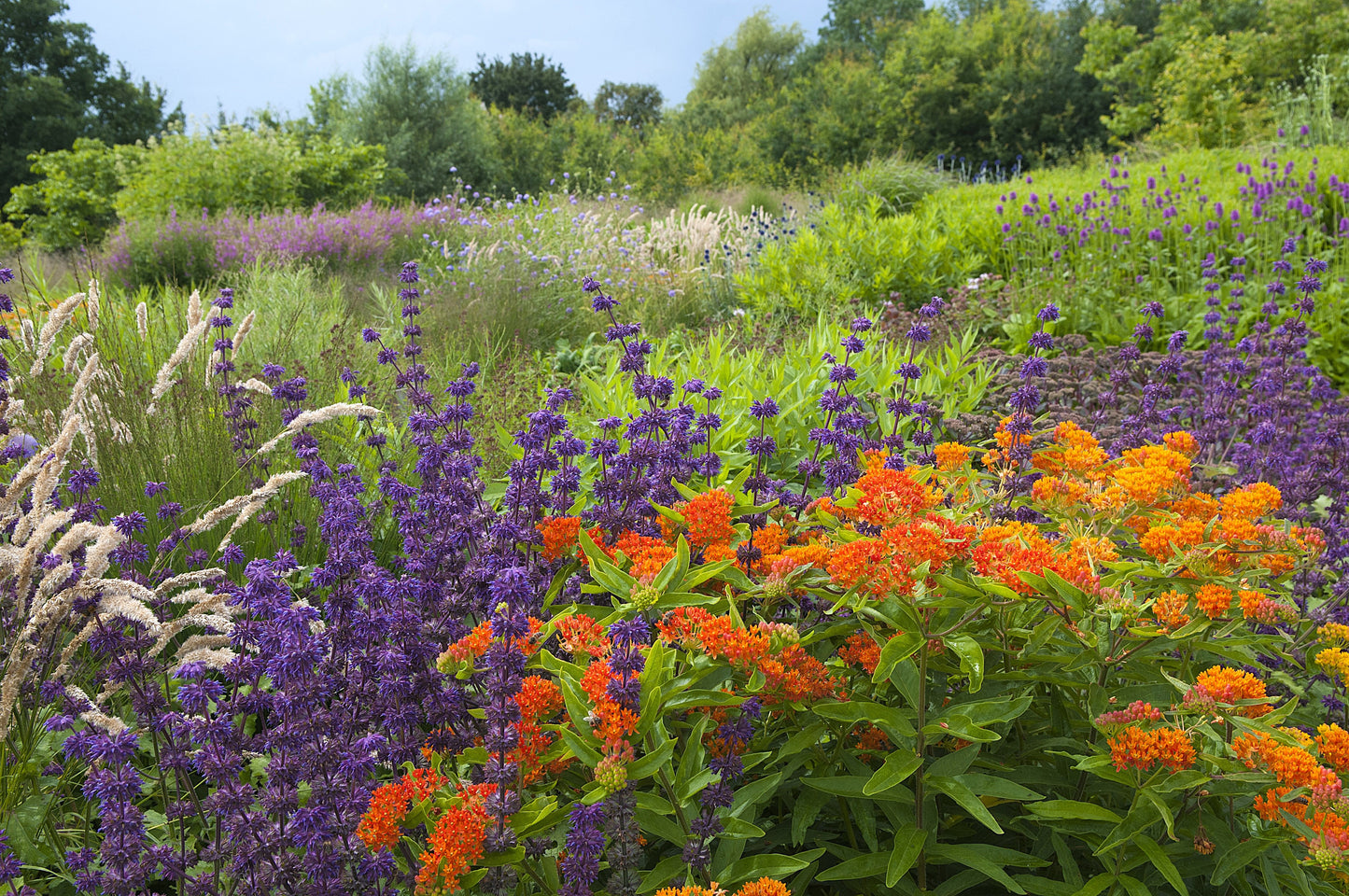 30 ORANGE BUTTERFLY MILKWEED Asclepias Tuberosa Flower Seeds