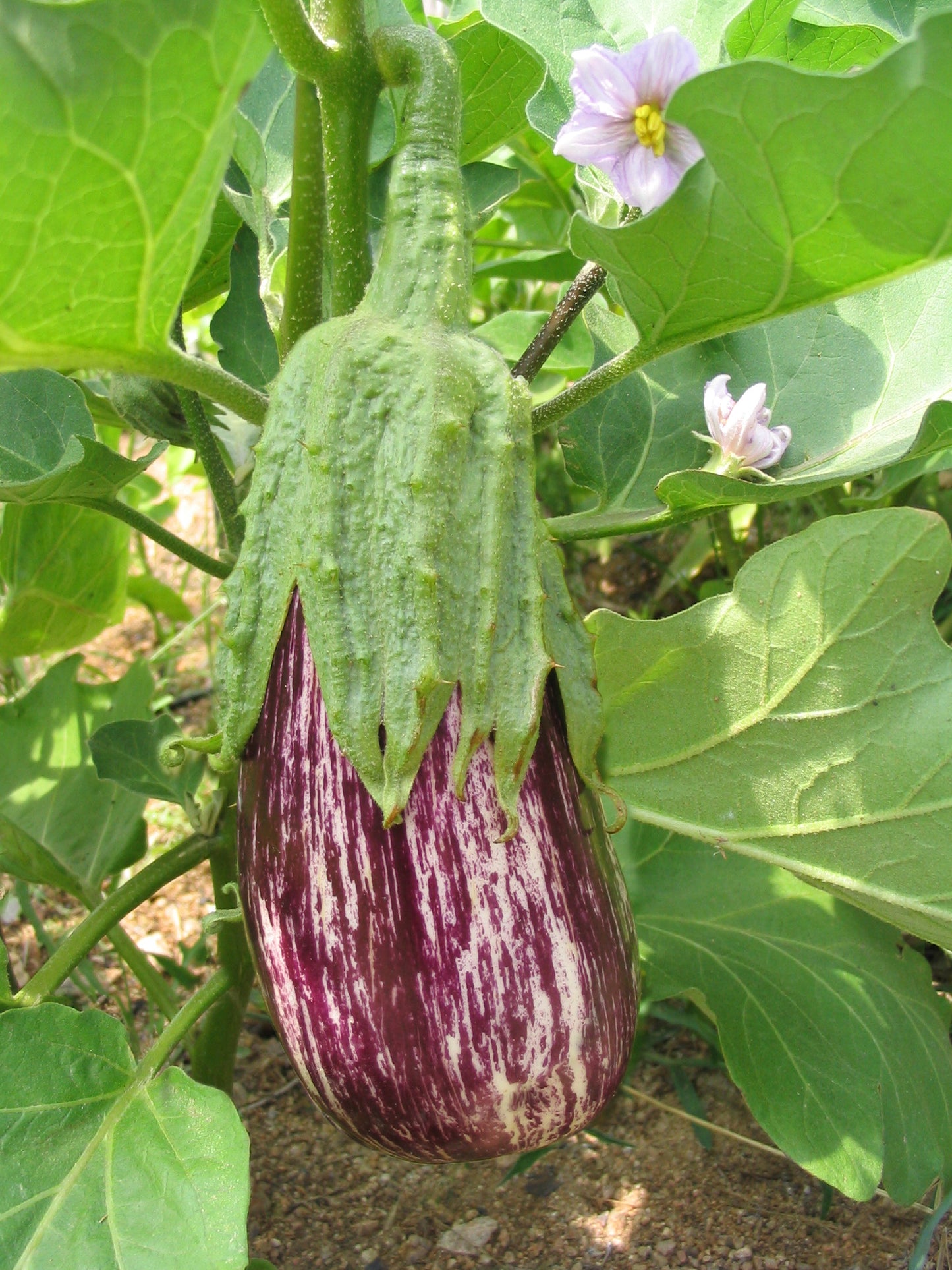 30 Pandora STRIPED ROSE EGGPLANT Solanum Melongena White Fruit Vegetable Seeds