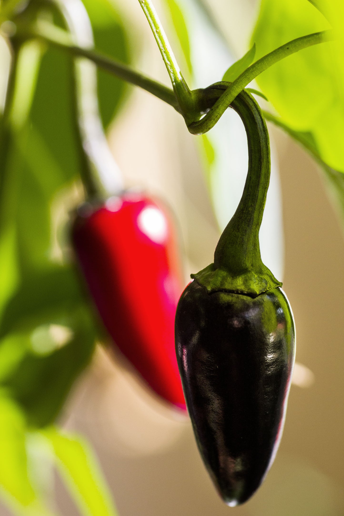 25 BLACK HUNGARIAN PEPPER Capsicum Annuum Mildly Hot Vegetable Seeds