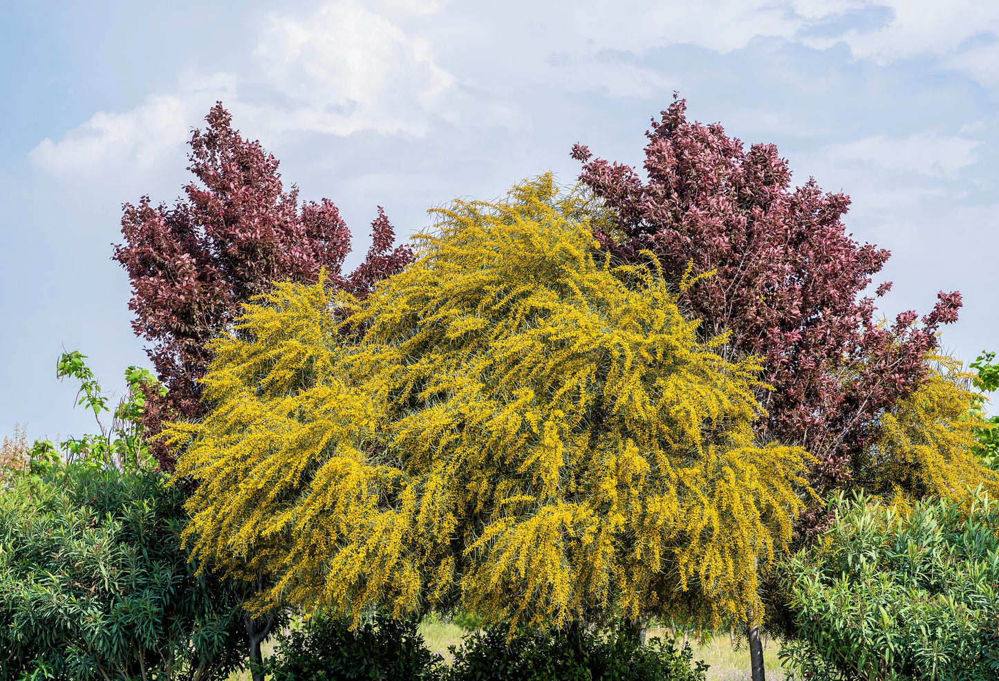 10 GOLDEN MIMOSA Acacia Baileyana Yellow Wattle Tree Flower Seeds
