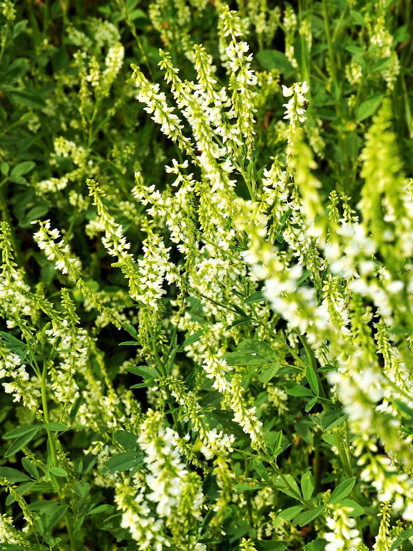 1500 WHITE Blossom SWEET CLOVER Melilotus Officinalis Alba Albus Sweetclover Honey Clover Flower Seeds