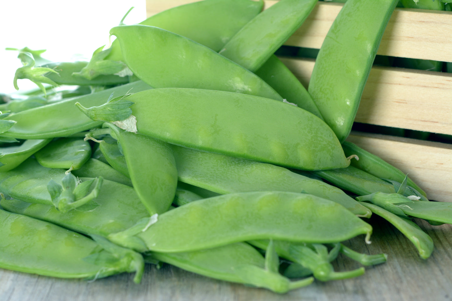50 Oregon SUGAR POD II Pea Pisum Sativum Macrocarpon Vegetable Seeds